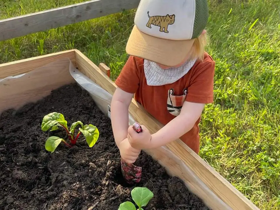 Garten Gemüse anpflanzen