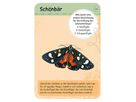 50 heimische Schmetterlinge, Lernkarten