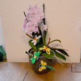 K26.002.001H - Pfeifenputzer-Libellen