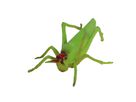 Modell Insekten & Co.