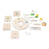 119.116.800 - Lebenszyklus Huhn in der Holzbox