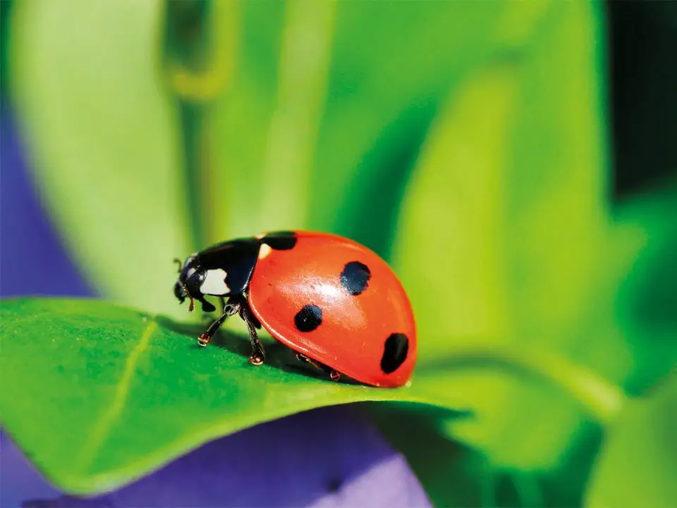 Marienkäfer Aufzuchtset