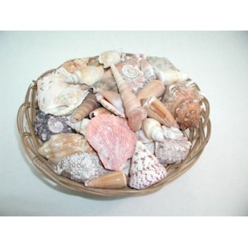 Muscheln und Schnecken ca. 160 Stk.