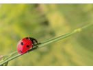 Zuchtset Marienkäfer