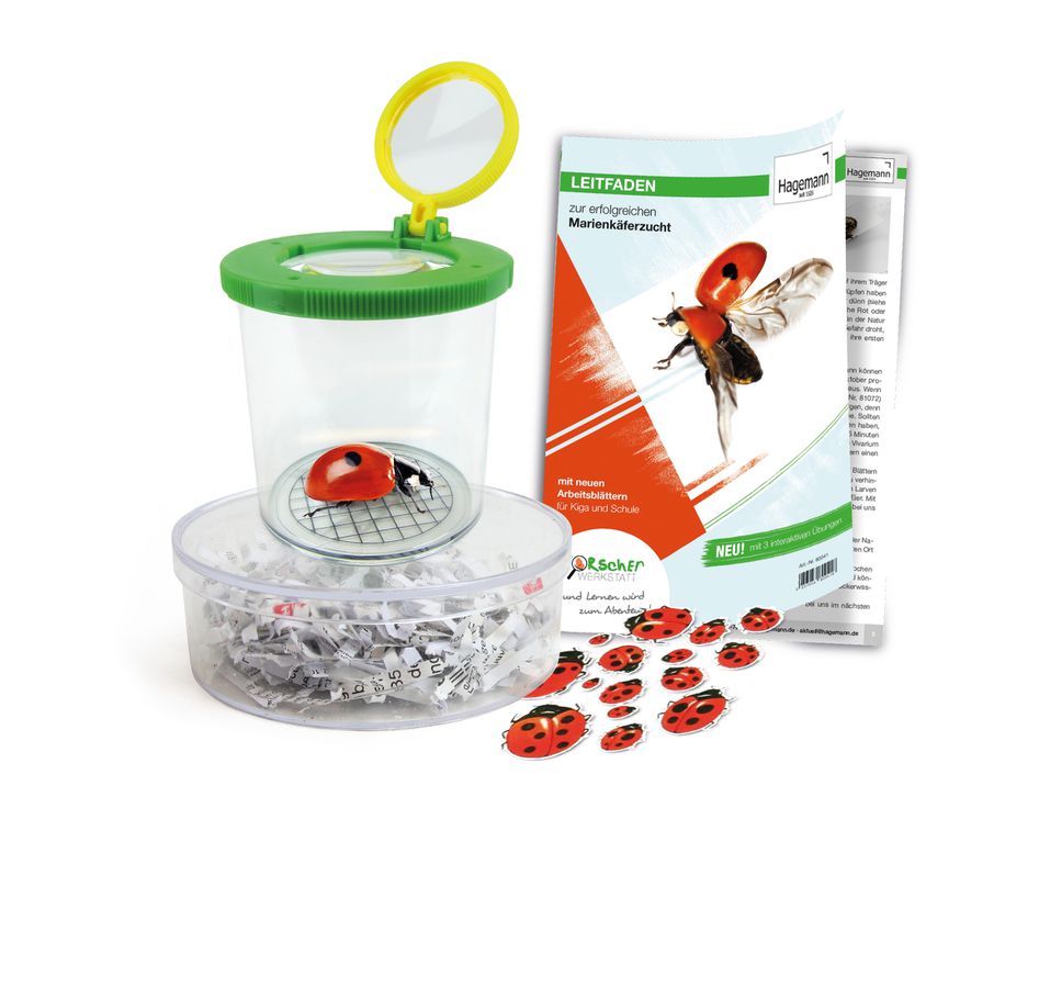Zuchtset Marienkäfer