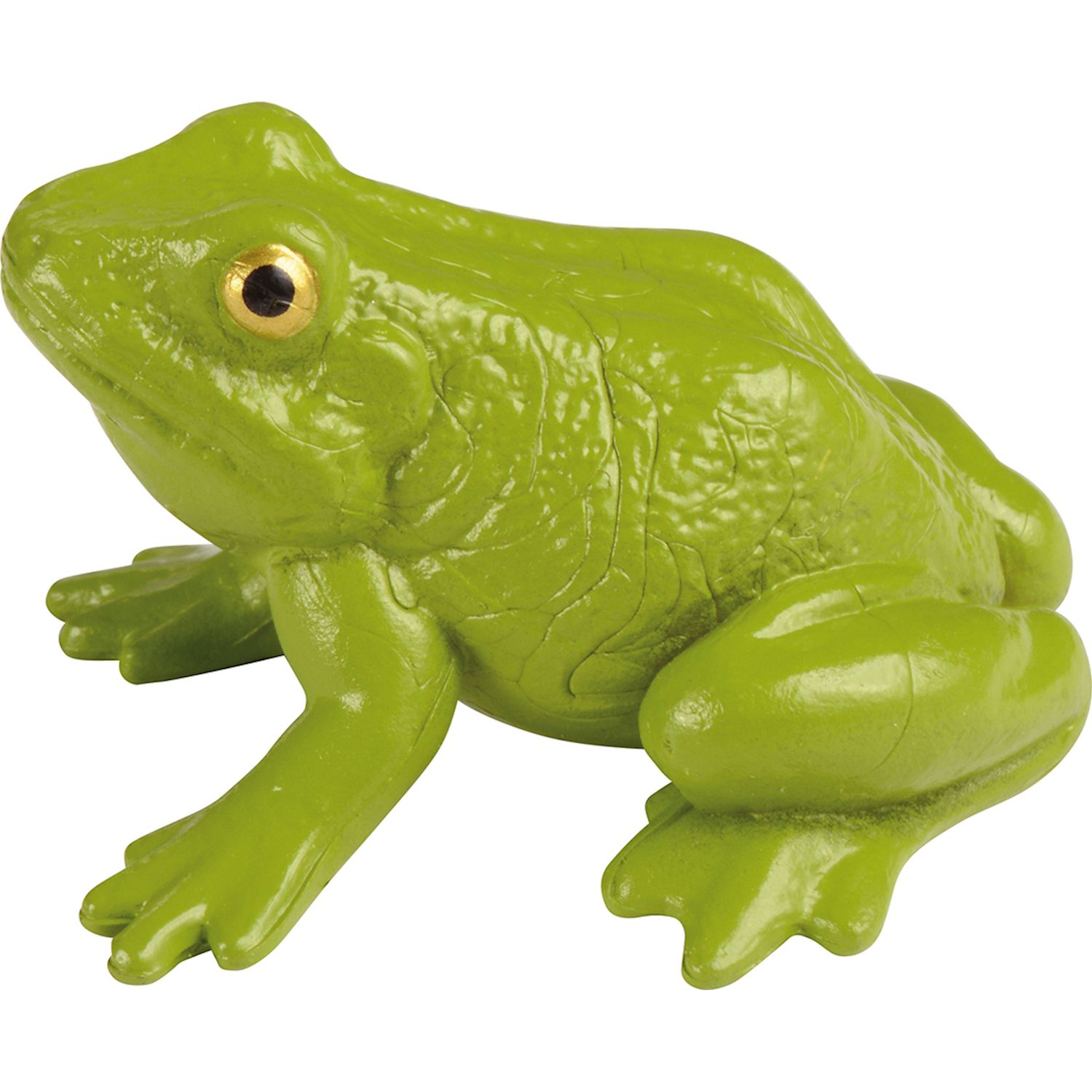 Lebenszyklen Frosch