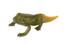 Lebenszyklen Frosch