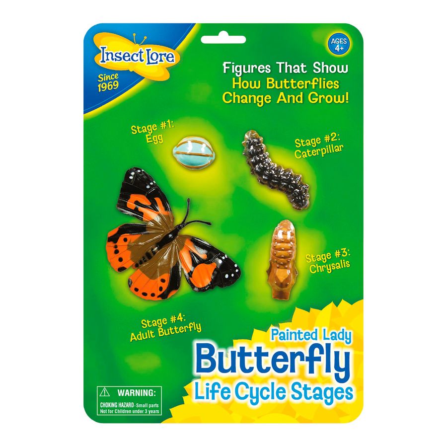 Lebenszyklus Schmetterling