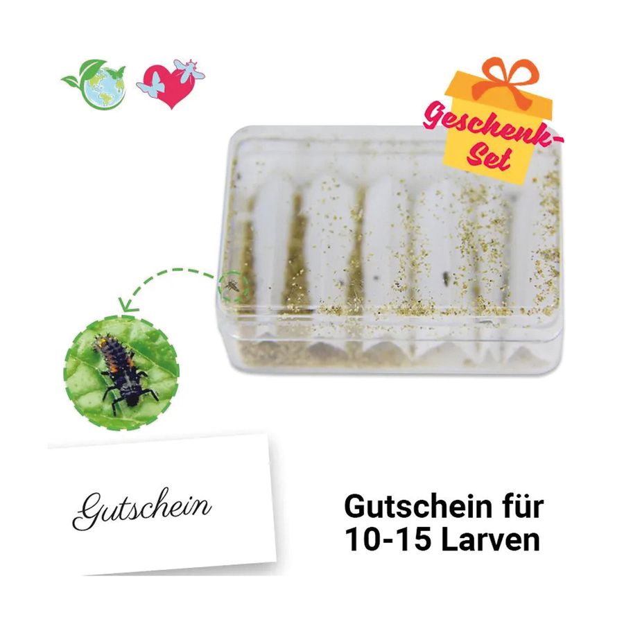 Nachbestell-Gutschein Marienkäfer-Larven
