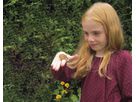 Zuchtset Schmetterling