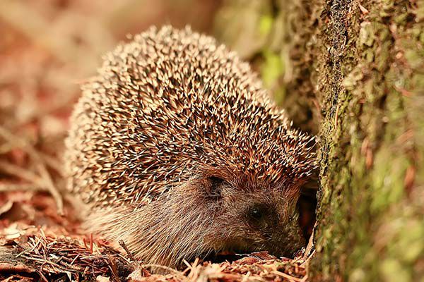 Igel im Herbst