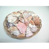 580.9010 - Muscheln und Schnecken ca. 160 Stk.
