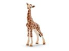 Giraffenbaby