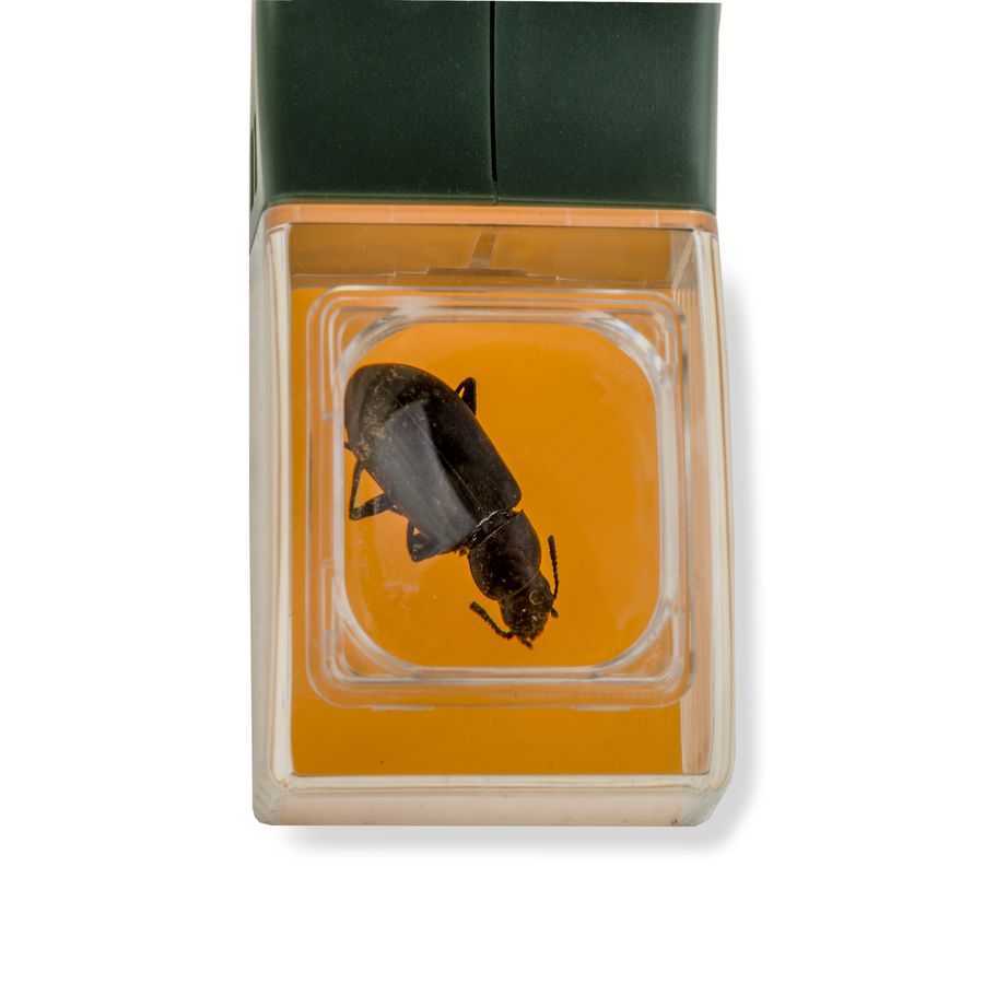 Insektenfänger