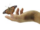Zuchtset Schmetterling