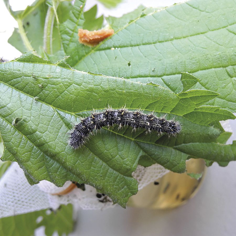 Zuchtset Schmetterling