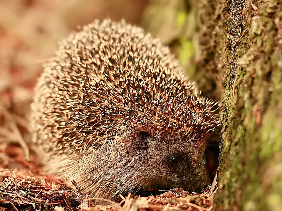 Igel im Herbs