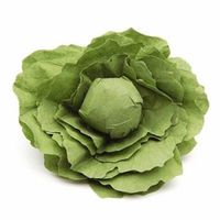 Salatkopf