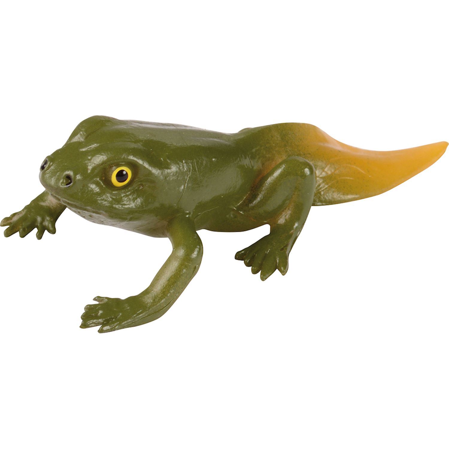 Lebenszyklen Frosch