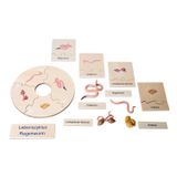 119.116.600 - Lebenszyklus Regenwurm in der Holzbox