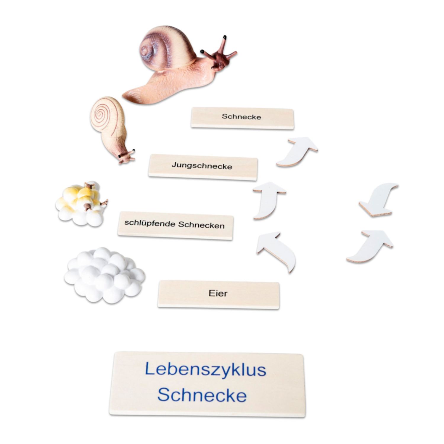 Lebenszyklus Schnecke in der Holzbox