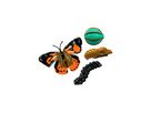 Lebenszyklus Schmetterling