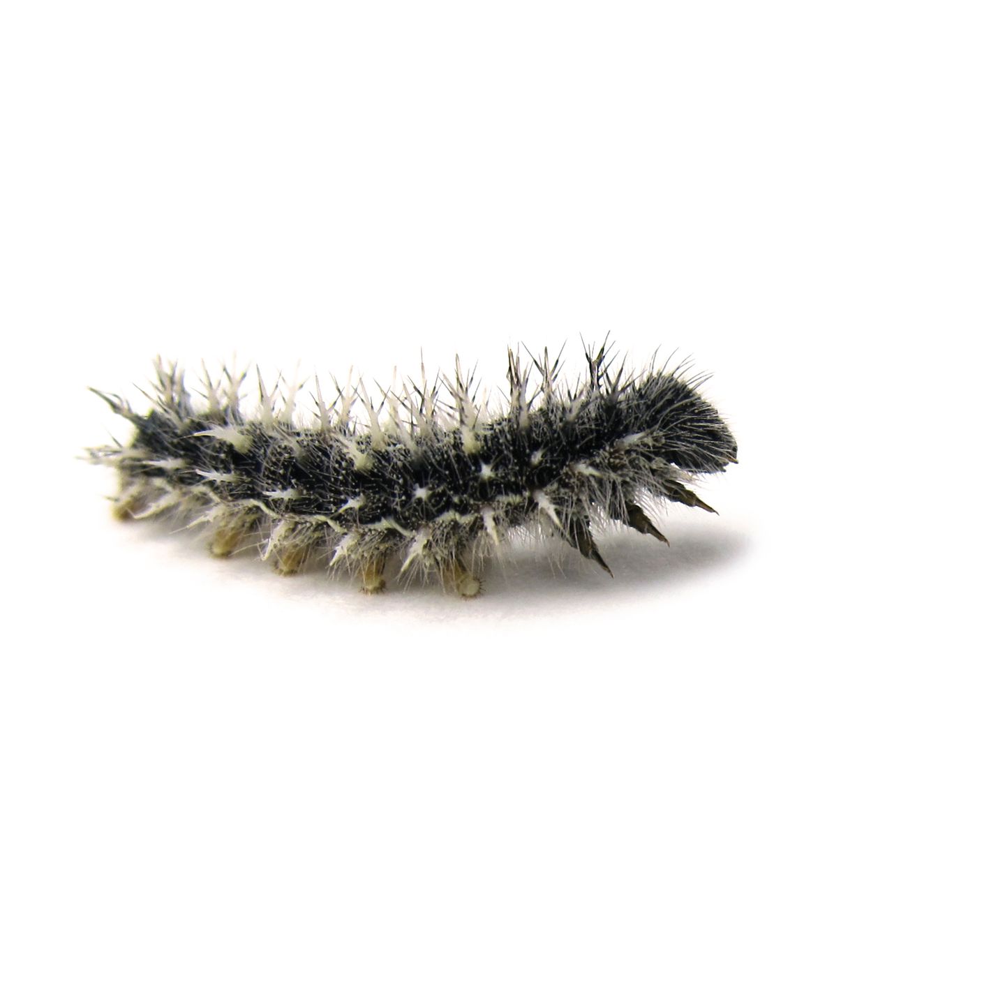 Nachbestell-Gutschein Schmetterlings-Raupen