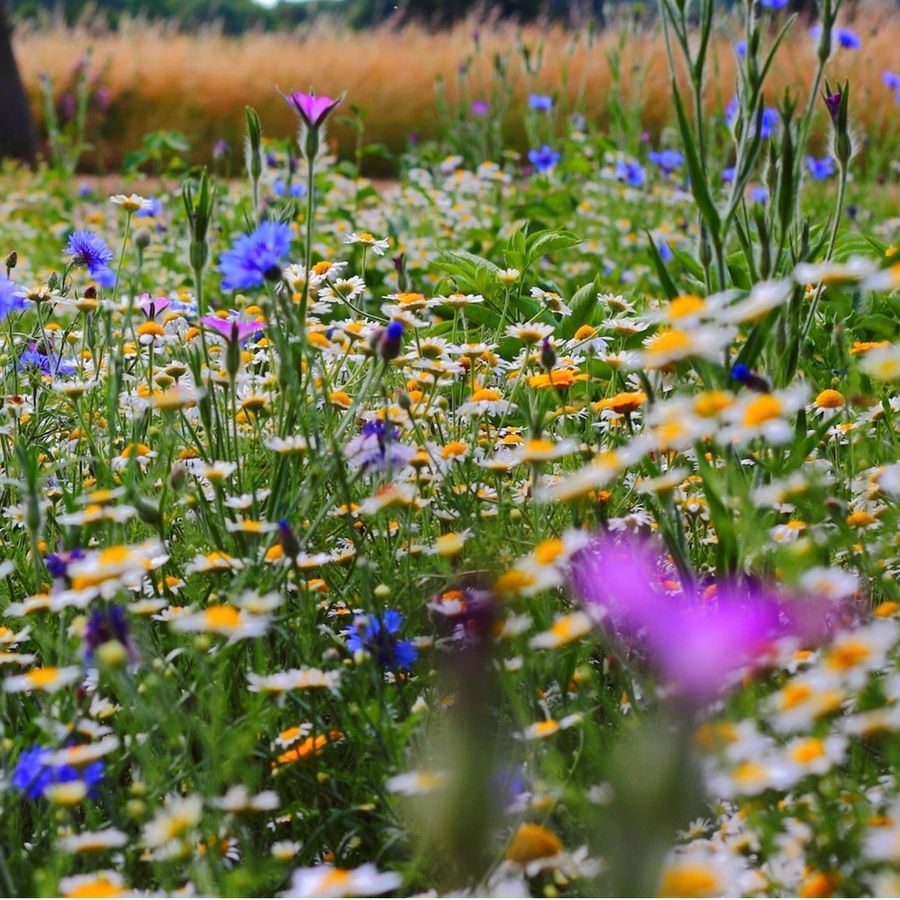 Samen-Mischung Schmetterlingswiese
