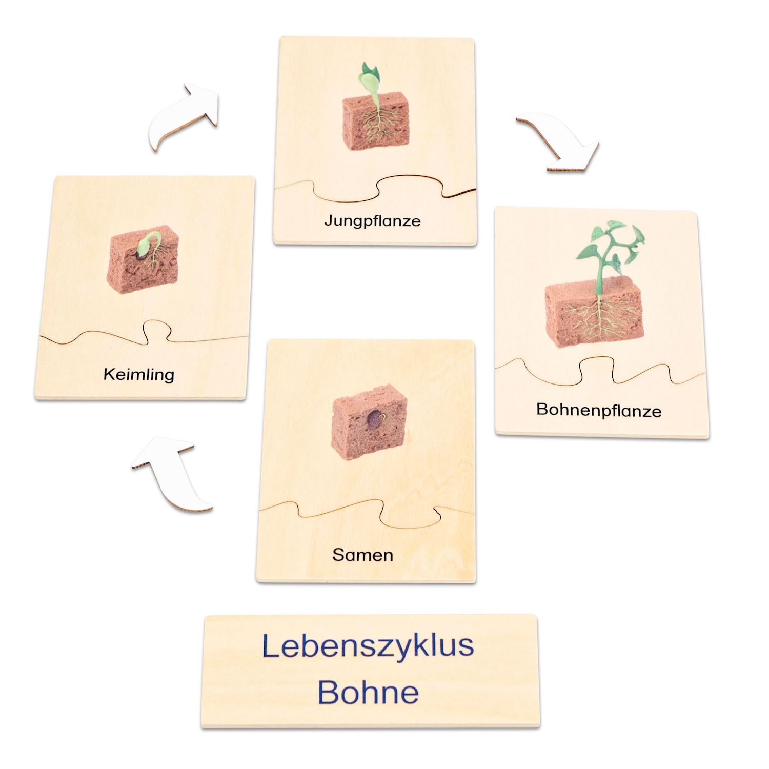 Lebenszyklus Pflanze in der Holzbox