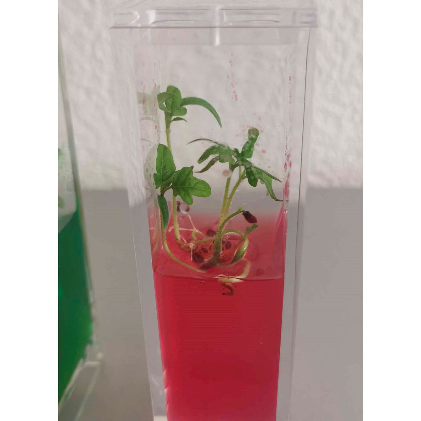 Beobachtungs-Set Pflanzen-Keimstation