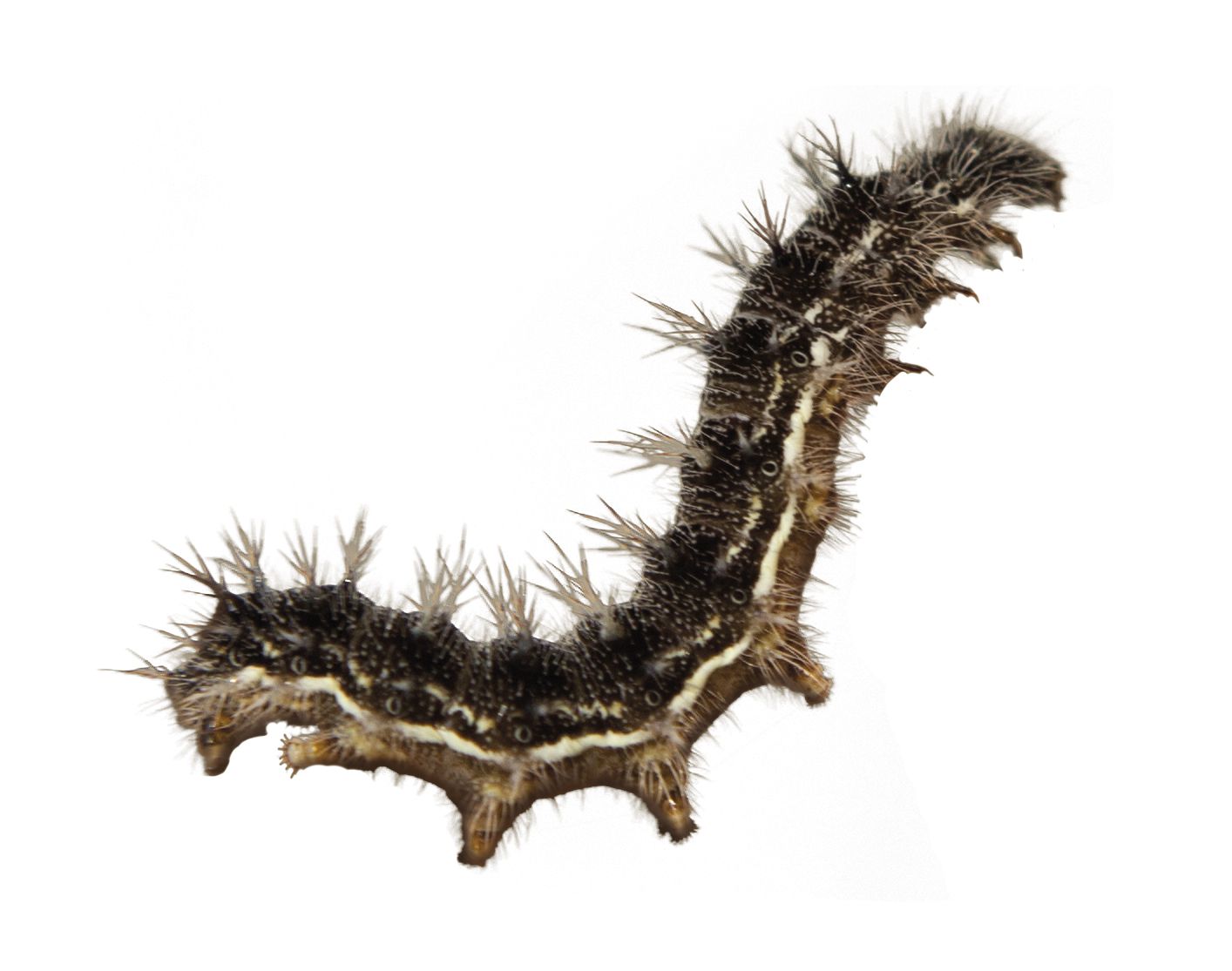 Zuchtset Schmetterling