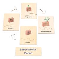 Lebenszyklus Pflanze in der Holzbox