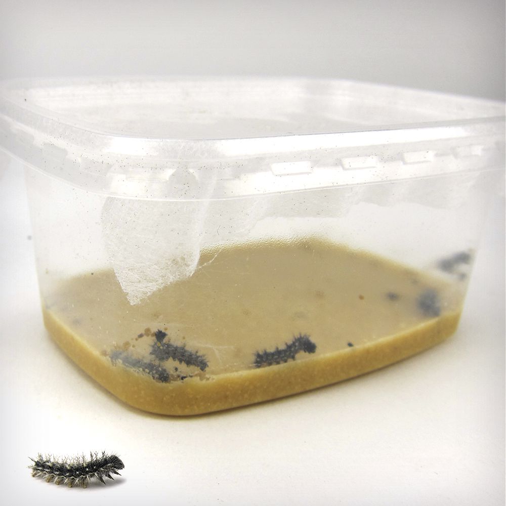 Zuchtset Schmetterling