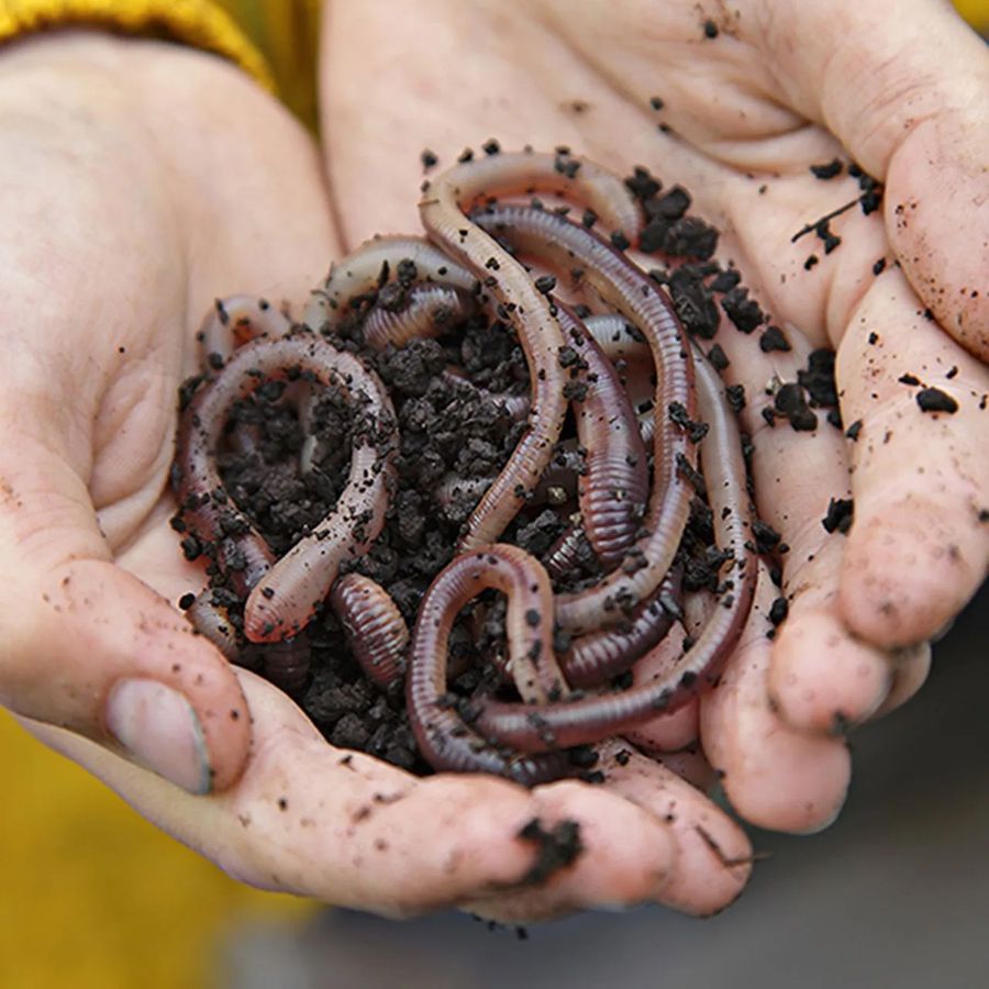 Lebenszyklus-Modell Regenwurm