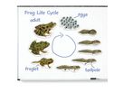 Lebenszyklus Frosch magnetisch Demonstrations Set