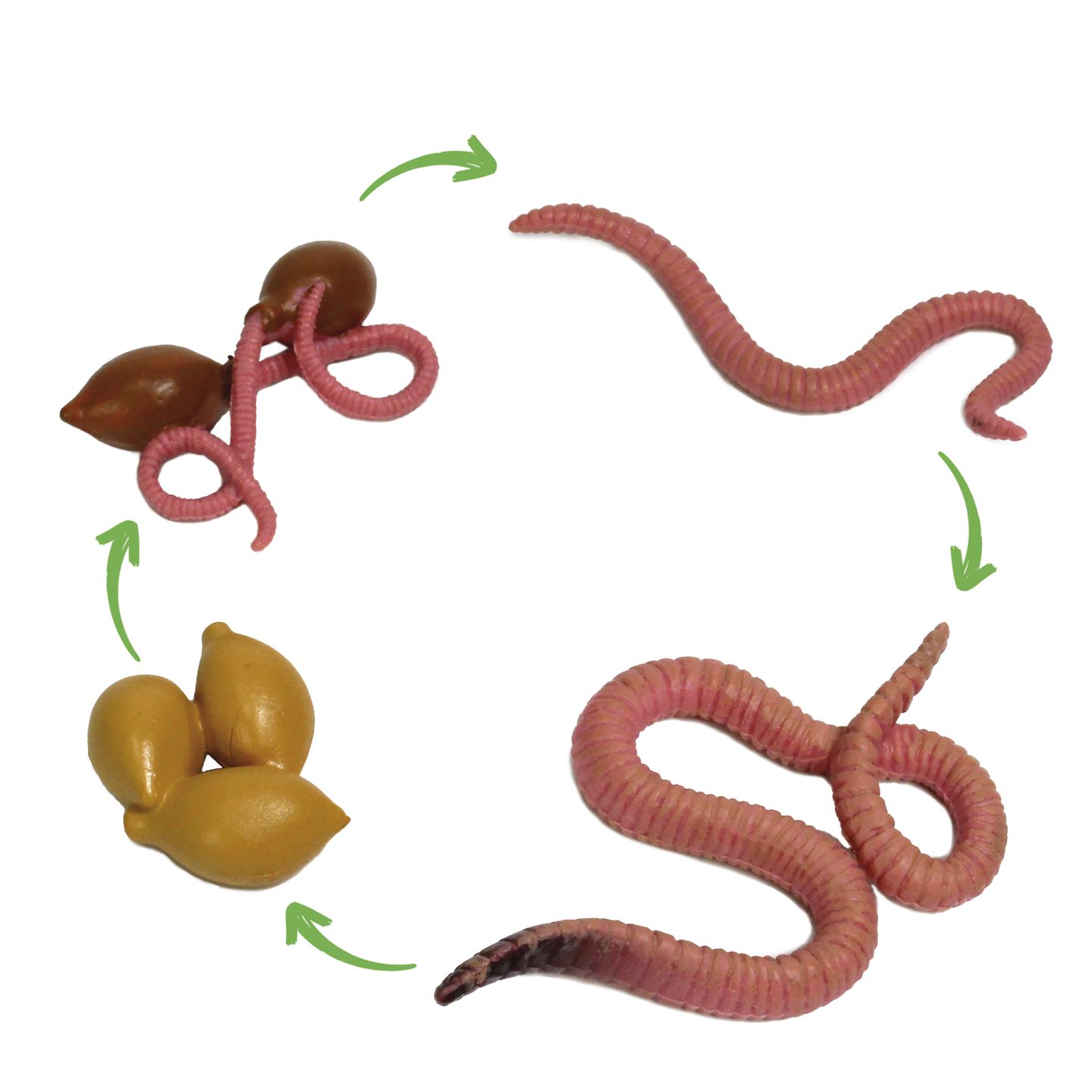 Lebenszyklus-Modell Regenwurm