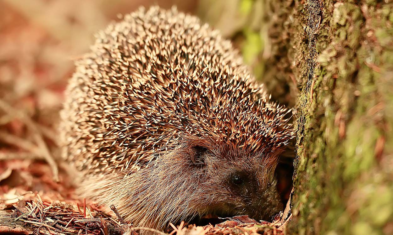 Igel im Herbst