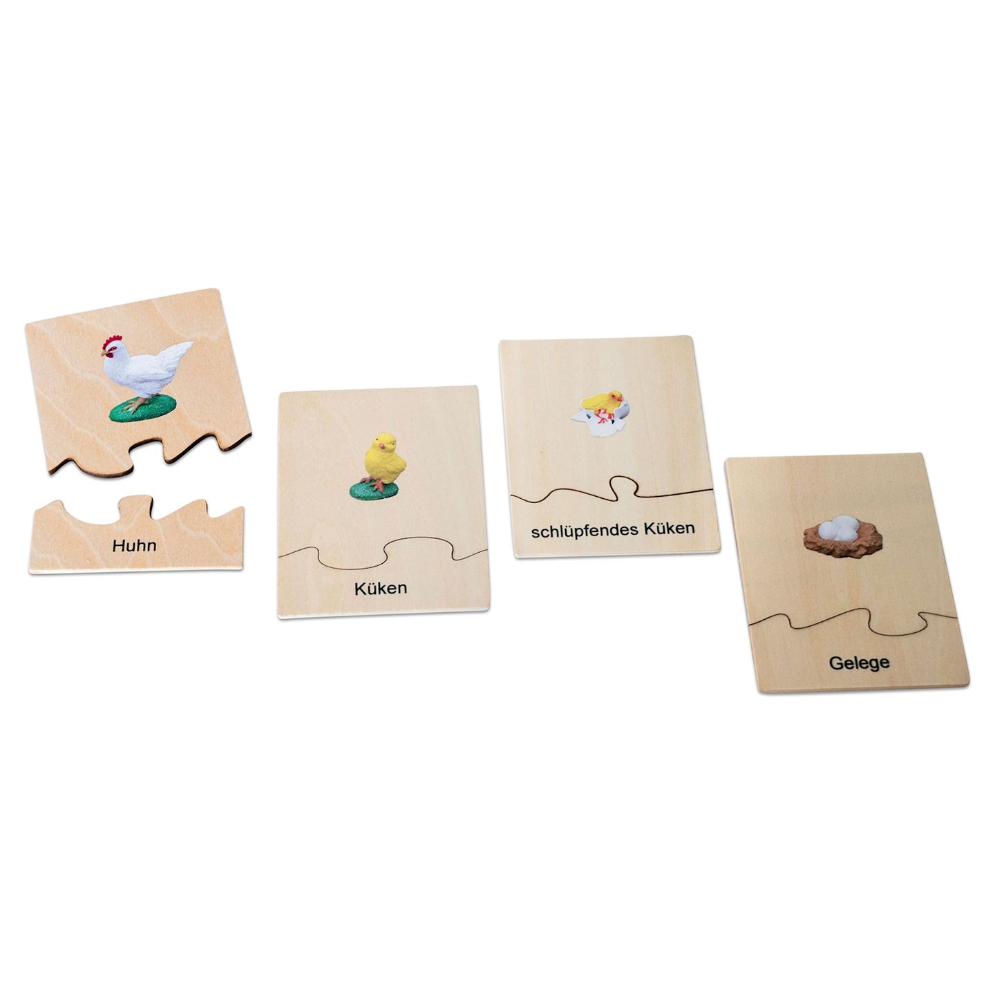 Lebenszyklus Huhn in der Holzbox