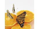 Zuchtset Schmetterling