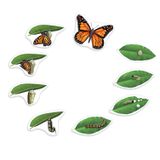 119.118.300 - Lebenszyklus Schmetterling magnetisch, Demonstrations Set