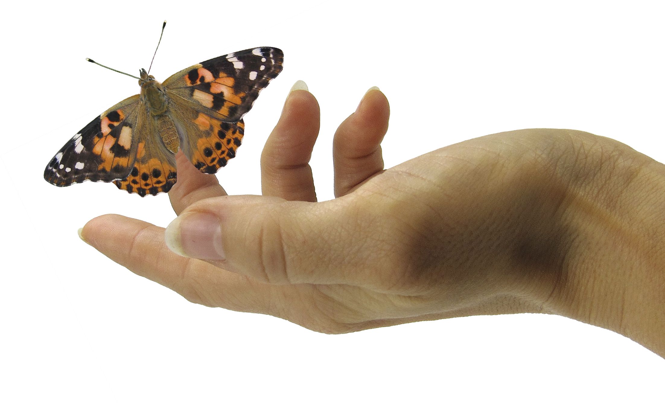 Zuchtset Schmetterling