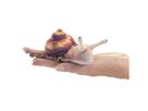 mini Schnecke Fingerpuppe