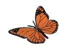 Lebenszyklen Schmetterling