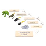 119.116.400 - Lebenszyklus Frosch in der Holzbox