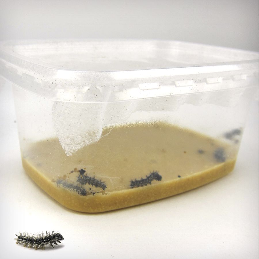 Zuchtset Schmetterling