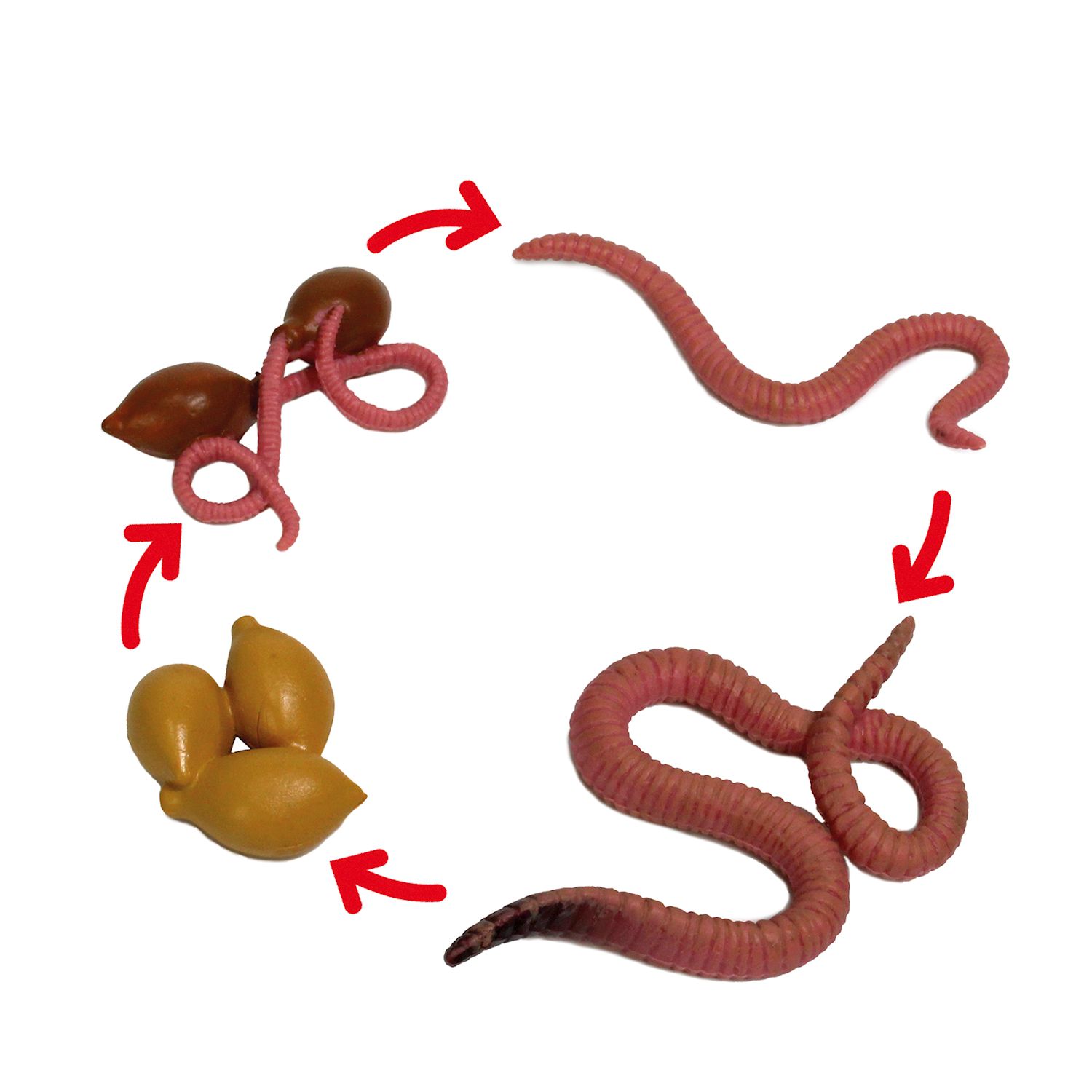 Lebenszyklus-Modell Regenwurm