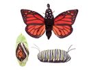 Schmetterling Metamorphose Handpuppe 56 cm